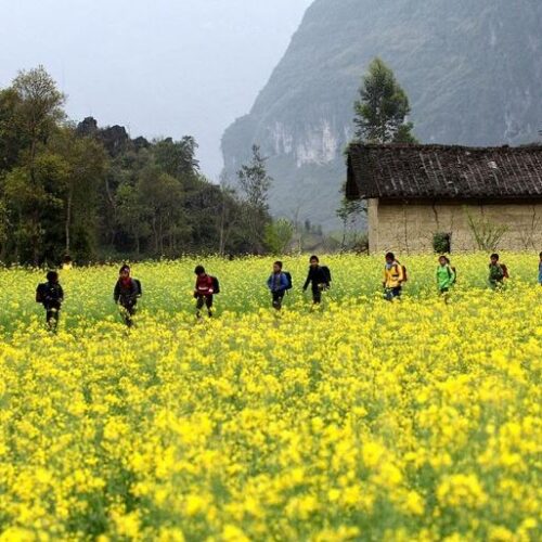 Hoa cai vang moc chau 1